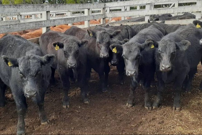 Selo projeta qualificação no comércio do terneiro no Rio Grande do Sul