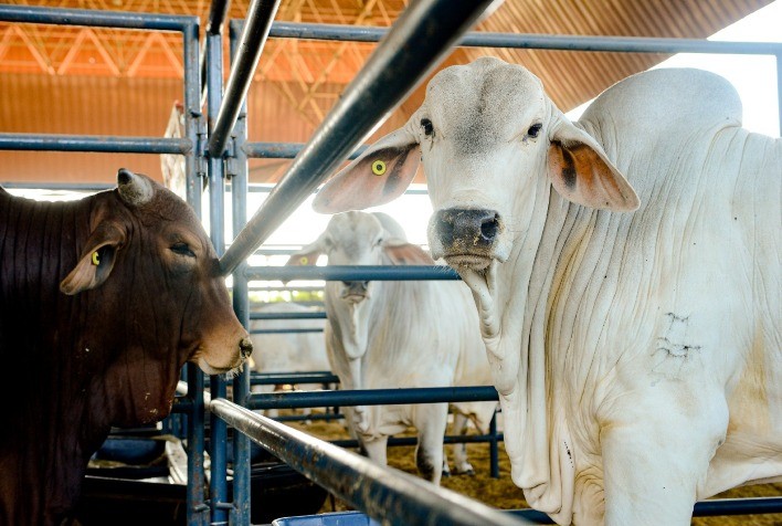 PNAT 2023: reprodutores classificados somam 13.150 doses de sêmen distribuídas