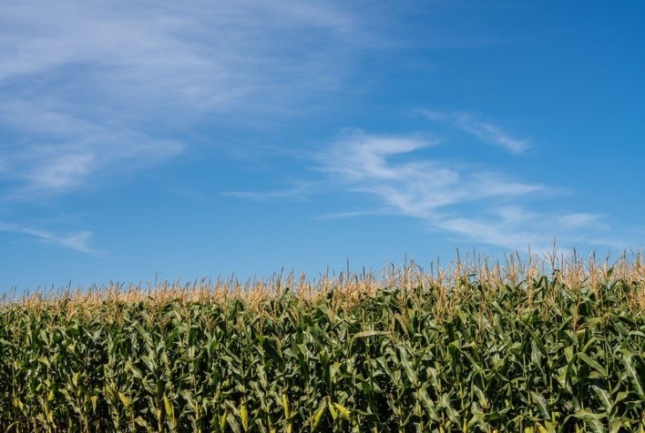 Custos de produção de milho em MT apresentam recuo, indicando necessidade de maior produção por hectare