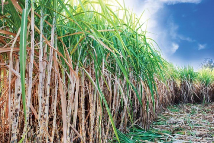 Produção de cana-de-açúcar chega a 713,2 milhões de toneladas na safra 2023/24, a maior da série histórica da Conab