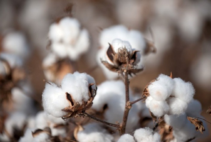 Plantio de algodão nos EUA supera expectativas e desperta atenção para condições climáticas
