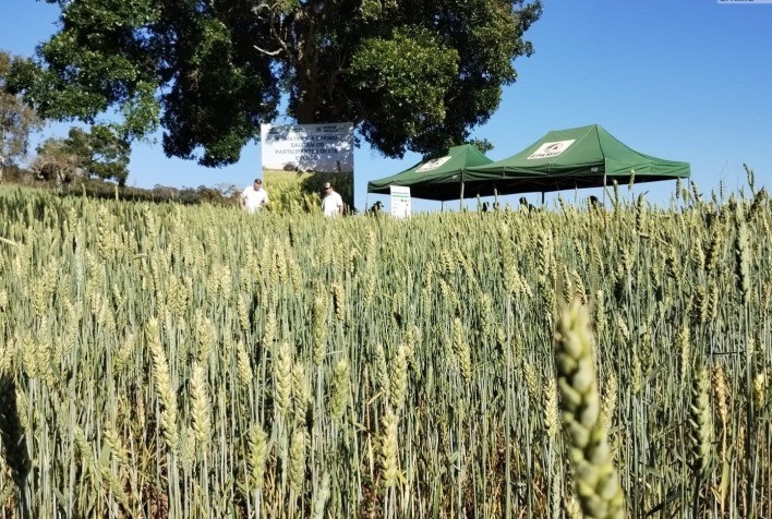 Emater-MG amplia áreas de trigo para regiões quentes de Minas