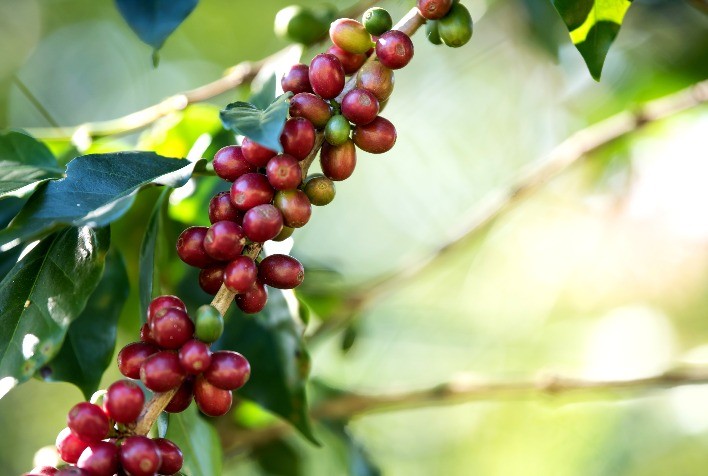 Desafios da produção cafeeira: Controle do bicho-mineiro requer uso estratégico de inseticidas