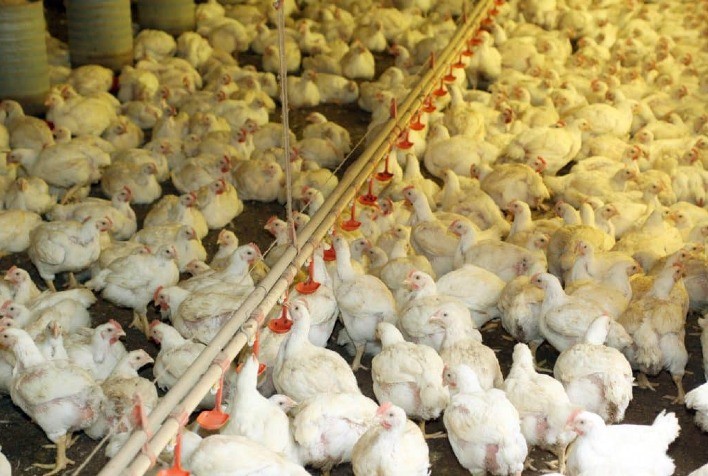 Influenza Aviária: Brasil segue livre de focos em granjas comerciais