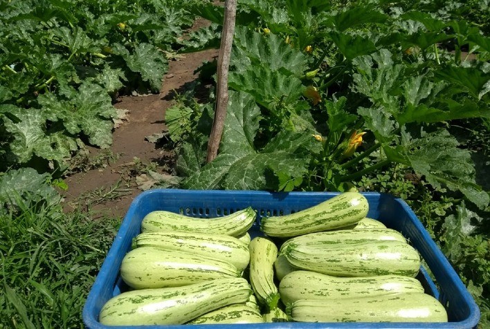 Abobrinha Flora F1: Resistência a viroses e qualidade superior