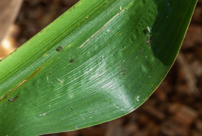 Prevenindo prejuízos milionários: 10 dicas para evitar infestações de cigarrinhas nas lavouras de milho
