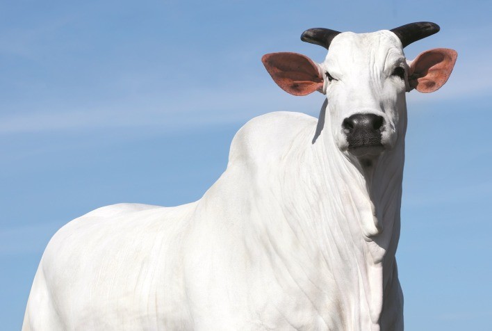 Destaque do ranking nelore 2023: Vaca Donna FIV CIAV à venda no leilão Elo de Raça na Expozebu