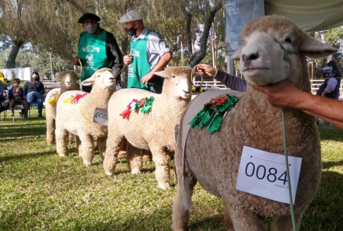 Julgamentos devem mostrar qualidade genética dos criadores durante a Fenovinos