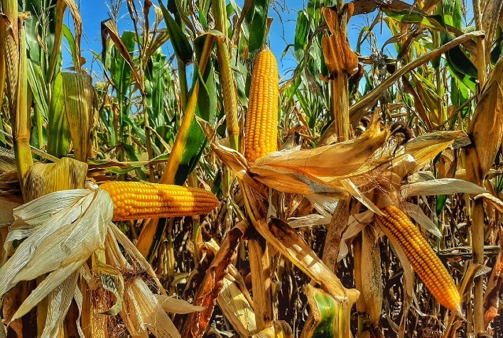 Mercado de milho no Brasil deve começar a semana com cautela