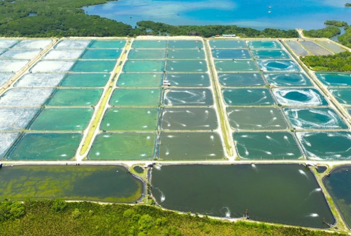 Brasil conquista dois novos mercados para pescados na Índia