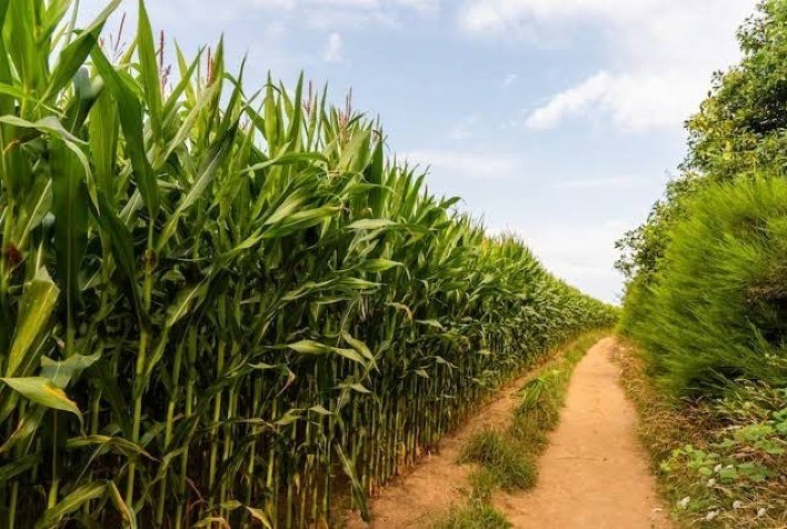 Chuvas estabilizam produtividade do milho nas regiões da Cocamar no Paraná