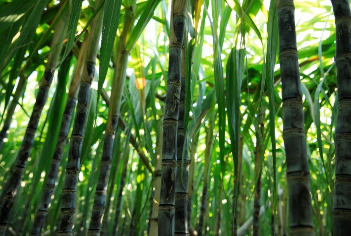 USDA em Brasília prevê queda de 8,5% na moagem de cana em 2024/25