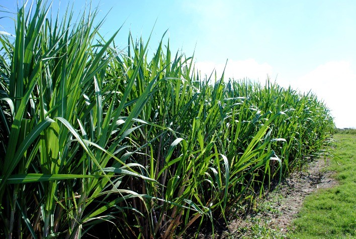Especialistas alertam para a necessidade de nutrição adequada diante do clima adverso