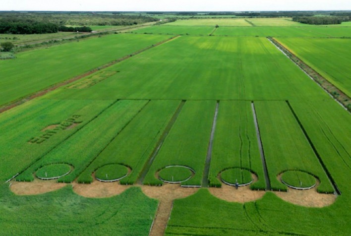 Embrapa apresenta novas cultivares de arroz para Maranhão e Tocantins