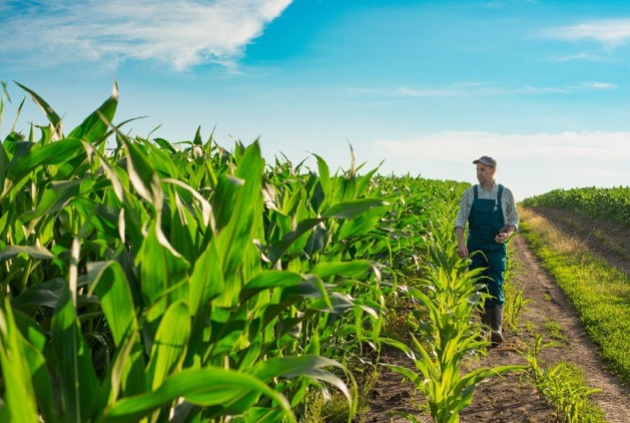 Produtor de milho em Mato Grosso precisa atingir alta produtividade para cobrir custos