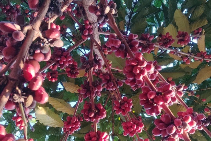 Rondônia: Café robusta cumpre normas antidesmatamento da união europeia