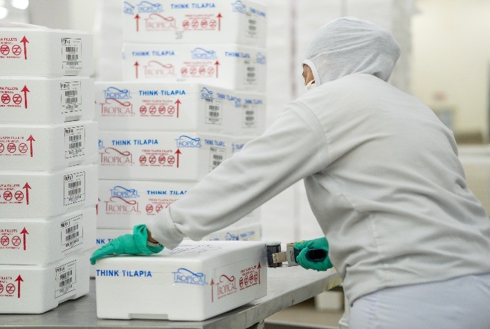 Exportações brasileiras de peixe crescem significativamente no primeiro trimestre de 2024