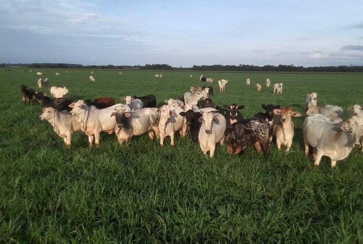 Soja em MS apresenta maior estabilidade com integração ao capim, aponta Fundação MS