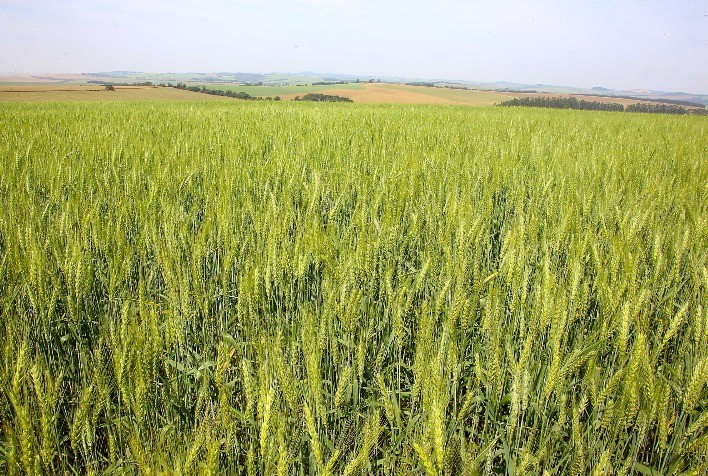 Região de Ponta Grossa deve liderar produção de cevada no Paraná