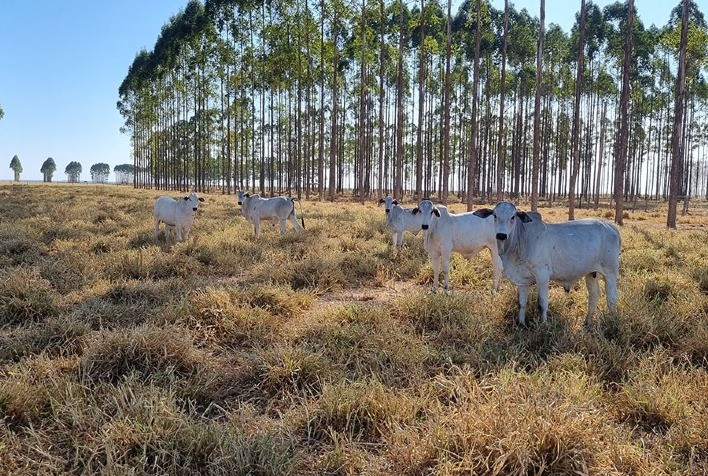 Embrapa lança sistema produtivo sustentável para melhorar desempenho da pecuária de cria