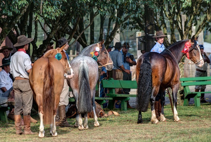 Vacaria sedia Passaporte Morfológica do Cavalo Crioulo no final de abril