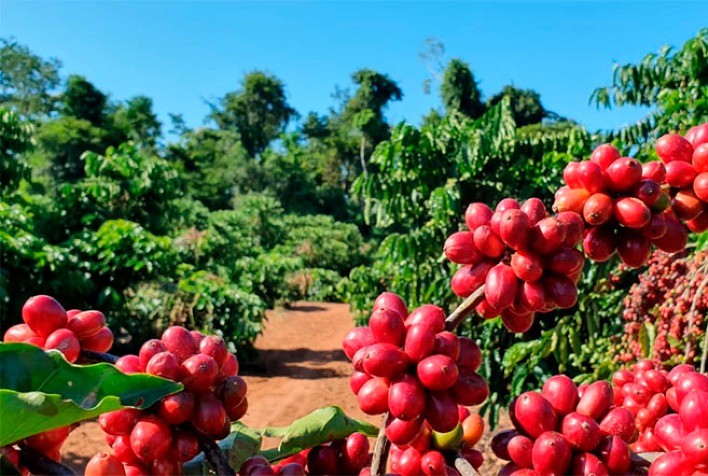 Mercado de café volta a crescer: Robusta atinge alta de mais de US$ 100 por tonelada