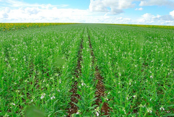 Mato Grosso registra aumento de 105,8% na produção de gergelim