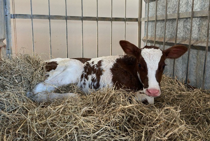 O nascimento de uma nova geração: Fazenda em Minas Gerais celebra a primeira filha de Tricky Red no Brasil