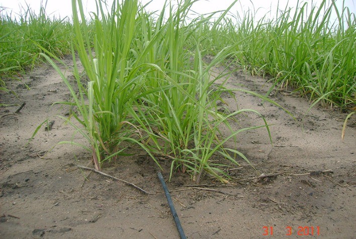 Inovação Sustentável: Fazenda Irmãos Garcia adota irrigação por gotejamento para aumentar produtividade