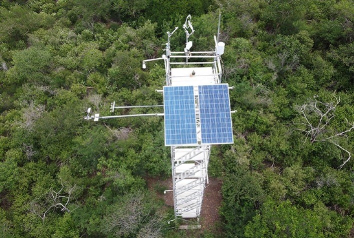Em quase uma década, anualmente Caatinga retirou da atmosfera 5,2t de carbono por hectare