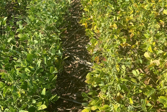 Controle biológico ganha força no Brasil com avanço de tecnologia nacional