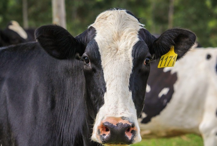 Capacitação em manejo ambiental para produtores de leite promove sustentabilidade no agronegócio