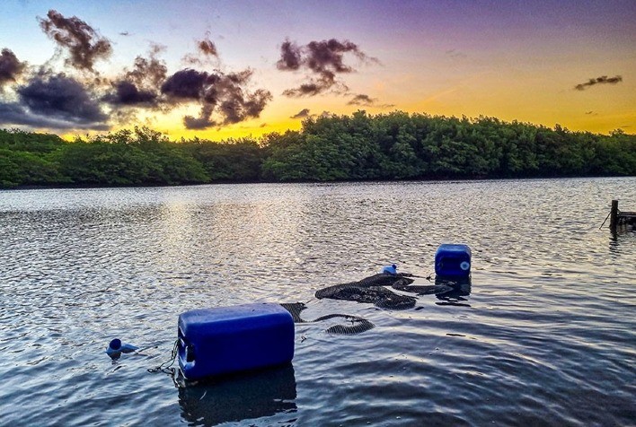 Novo equipamento flutuante para cultivo de ostras oferece maior flexibilidade e proteção
