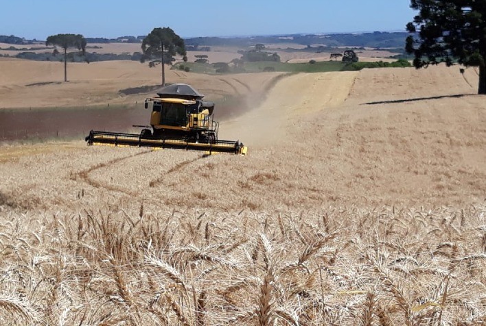 Trigo: Cortes nas estimativas da safra russa trazem tendência de alta para os contratos