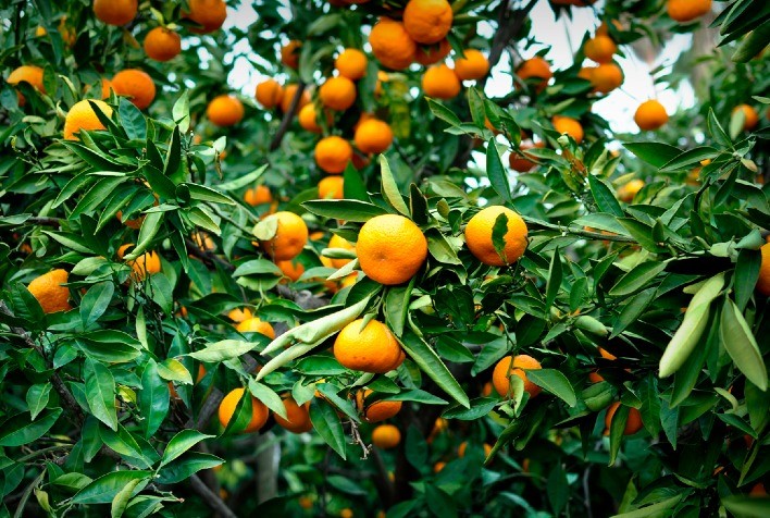 Publicação da Secretaria de Agricultura detalha o desempenho do agro em 2023