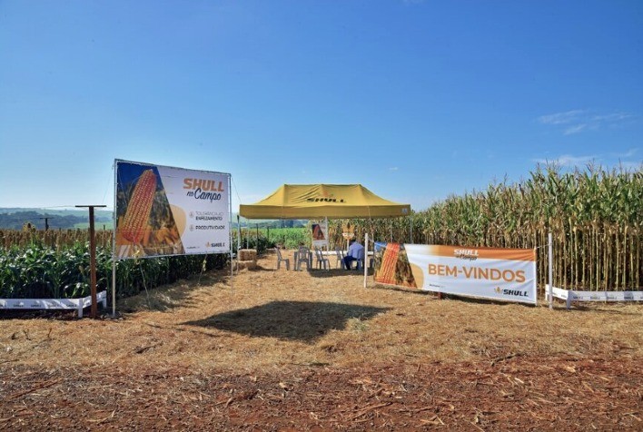 Shull Seeds apresenta novos híbridos de milho e sorgo durante Agrishow