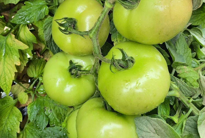 Escolha de sementes para cultivo de tomate: Um fator crucial para o sucesso