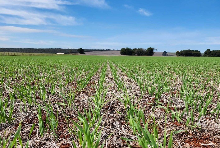 Plantio de cevada avança no Paraná e atinge mais de 65% da área da Capal em Arapoti