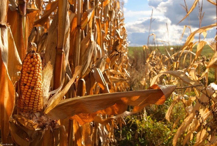 Chuvas e secas afetam colheitas de soja e milho em diversos estados