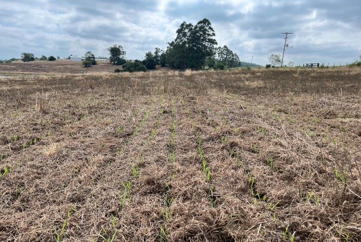 Antecipar semeadura de pastagens no outono aumenta o ganho por hectare
