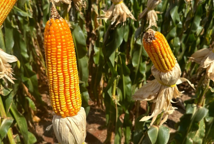 Silagem: Uma solução para reduzir perdas na produção de leite