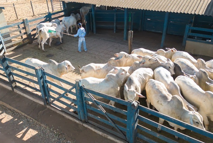 Touros do TDEA do PNAT 2024 já estão na fazenda escola da Fazu, em Uberaba