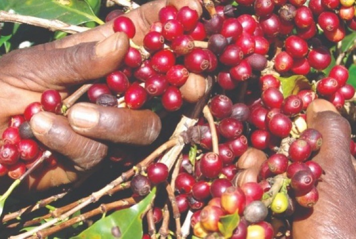 EPAMIG oferece orientações para uma colheita de café bem-sucedida