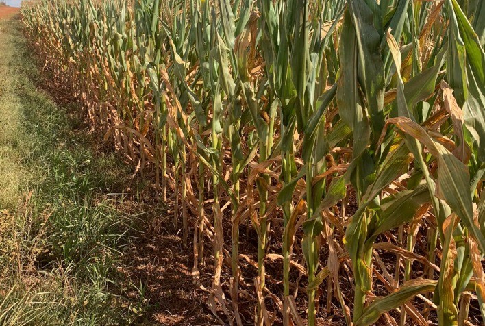 Escassez de chuvas ameaça safra de milho em Cornélio Procópio (PR)