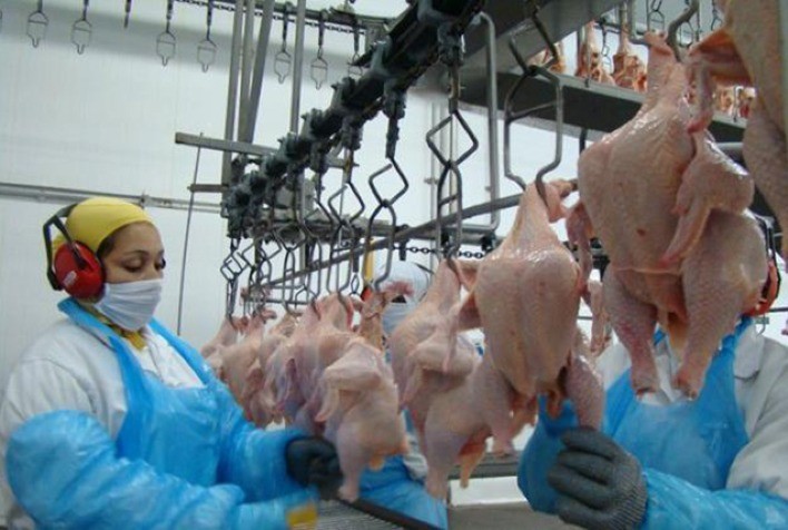 Desempenho do frango abatido em abril e no primeiro quadrimestre de 2024
