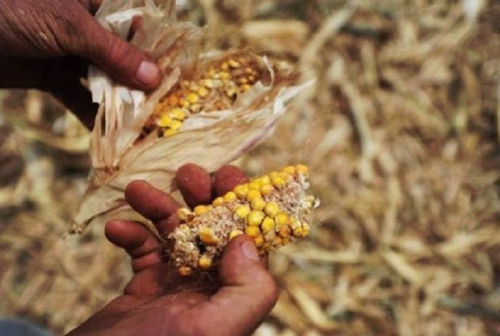 Governo de Minas investe mais de R$ 5 milhões no Programa Garantia-Safra