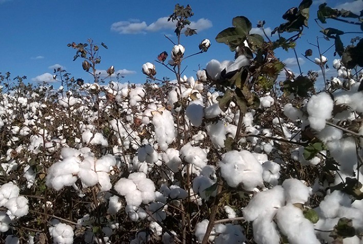 Preço do algodão cai pelo segundo mês consecutivo em abril
