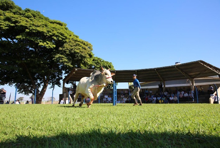 Desfile de touros na ExpoZebu apresenta tendências genéticas para raças de corte