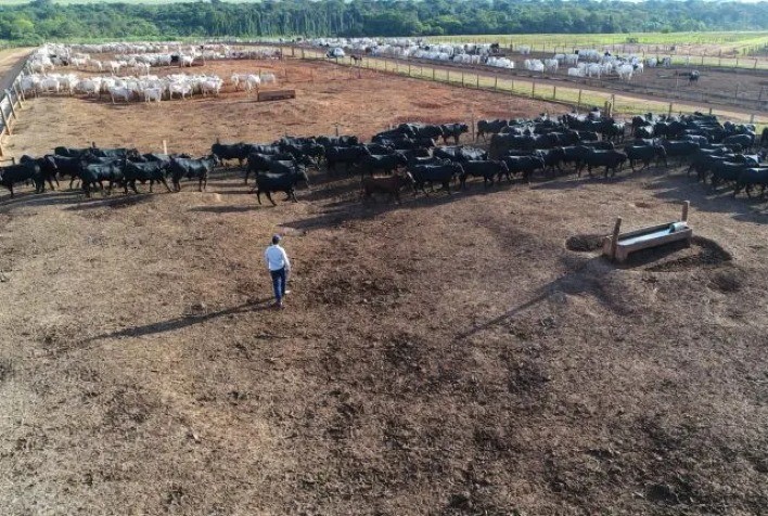 Confinamento da MFG Agropecuária Tem Menor Taxa de Mortalidade do Brasil