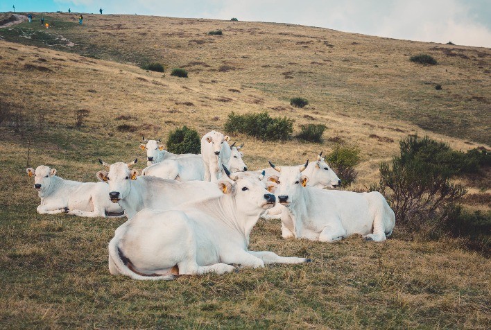 Bem-estar animal e reprodução: Uma dupla para uma pecuária sustentável